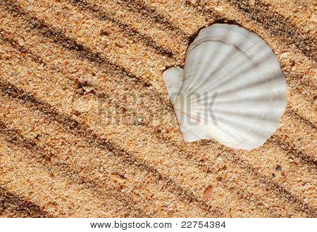 powłoki rodziny Pectinidae