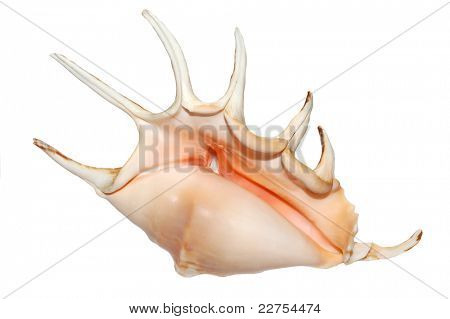 skallen af familien Strombus