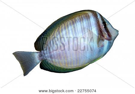 Tropisches Riff-Fische