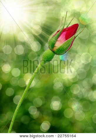 bocciolo di rosa