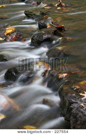 Hojas en la corriente
