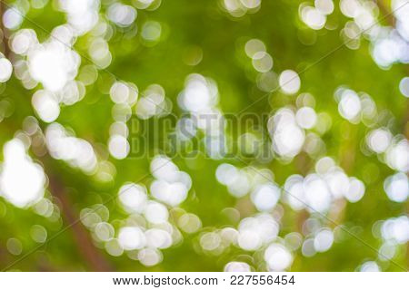 Abstract Blur Of Nature With Bokhe Of Light Through The Trees As Background Image