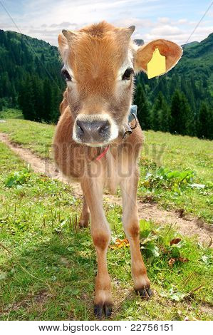 krávy ve švýcarských Alpách