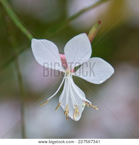 Single White Gaura Blooming In Postojna Cave In Slovenia