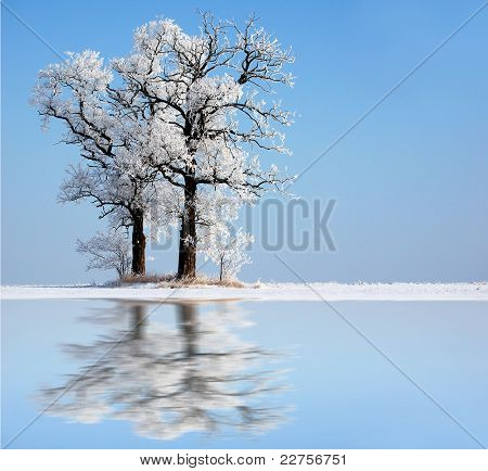 Árvore congelada