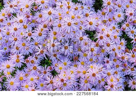 Arrangement Violett Yellow Flowers Flower Blossoms With Colorful Heads On A Bush Or Plant In Garden 