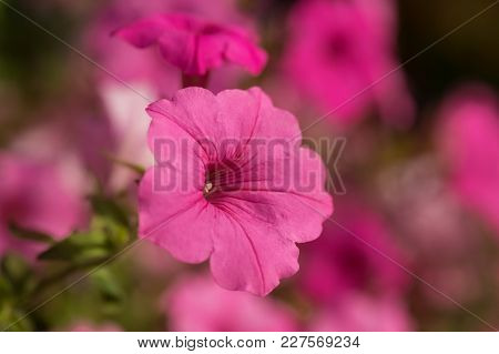 Flowers Of White And Pink Petunias Outdoors In A Flowerbed, Close-up