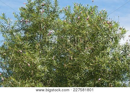 Desert Willow Tree With Fruits And Flowers (chilopsis Linearis)