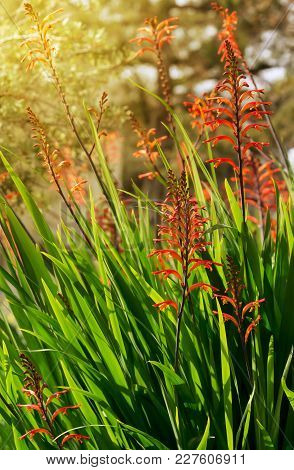 Growing Decorative Flowers. A Flowering Plant (crocosmia Masoniorum) Grows On A Flowerbed On A Sunny