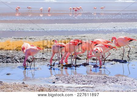 Laguna Hedionda Flamingos, Bolivia.  Andean Wildlife. Bolivian Lagoon