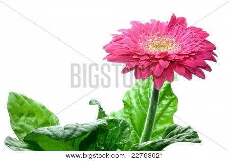 Gerbera isolata on white background
