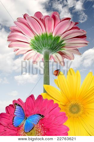 Gerbera con farfalla e coccinella