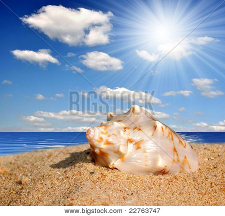 Conch shell on beach