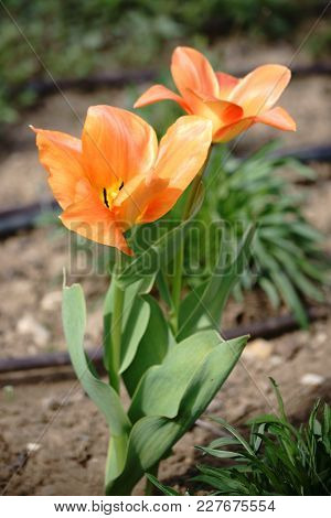 The Closeup And Top View Of An Orange Tulip, Tulipa Fosteriana.