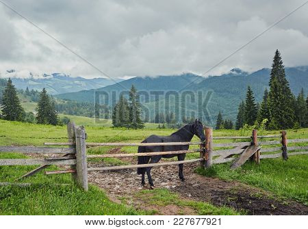 Horse Grazing In A Meadow Ukrainian Carpathian Mountain Valley. Early Misty Morning