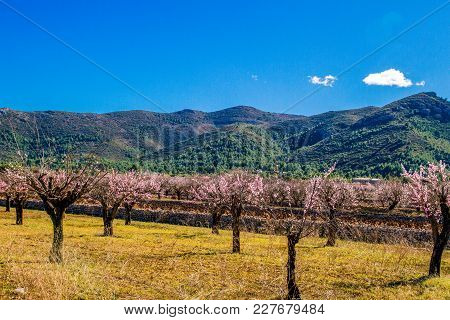 Beautiful Blooming Almond Trees With Flowers In Jalon Village, Spain