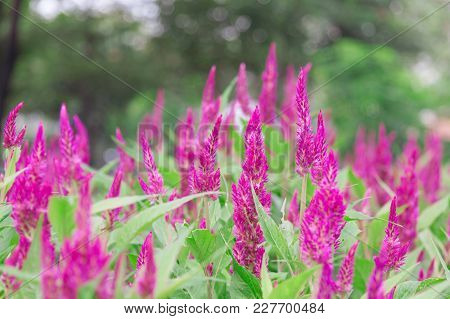 Pink Cockscomb Flower Or Celosia Cristata Flower In The Garden .