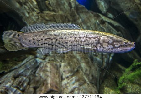 The Bowfin, Amia Calva,- 