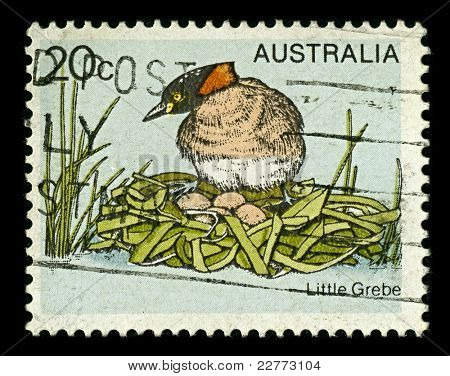 Australien-CIRCA 1979: et frimærke, trykt i Australien viser et billede af den lille Lappedykker (Tachybaptus Annettes