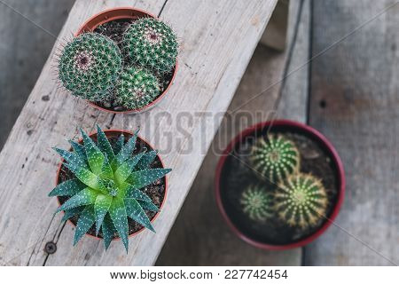 Green Cacti On Rustic Wooden Background. Toned Vintage. Flat Lay
