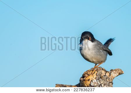 Sylvia Melanocephala Or Curruca Cabecinegra With Copy Space For Text