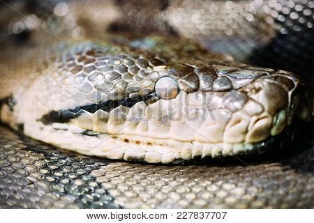 Beautiful Reticulated Python Resting On A Branch