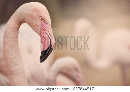 Detail Of Flamingo With Background. A Flock Of Flamingos On A Background.