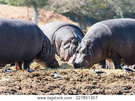 Several Hypopotamuses Search For Food In The Swamp
