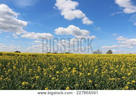 Beautiful Rap Seed Field With A Cloudy Sky