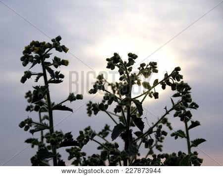 Backlit Ageratum Conyzoides Billygoat Cheek White Weed Plants Silhouette Photo With Blooming Flowers