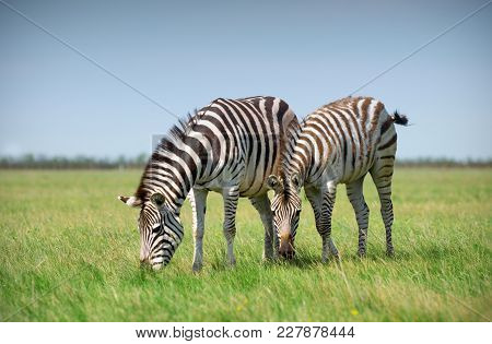 Two Zebras Grazing On Grass