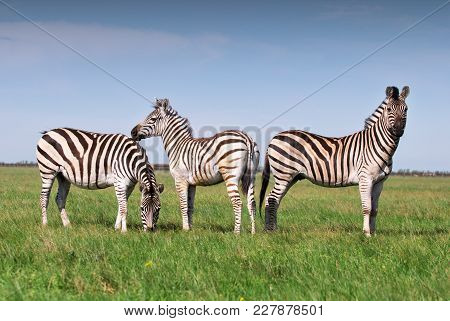 Three Zebras Grazing On Grass