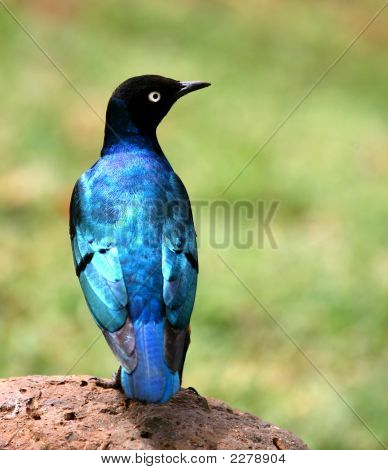 Blue Bird i Afrika