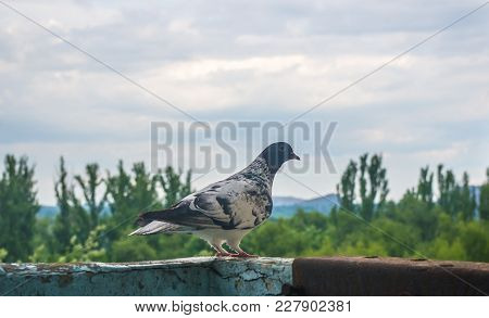 Dove On The Background Of The Urban Landscape In Sunny Summer Day