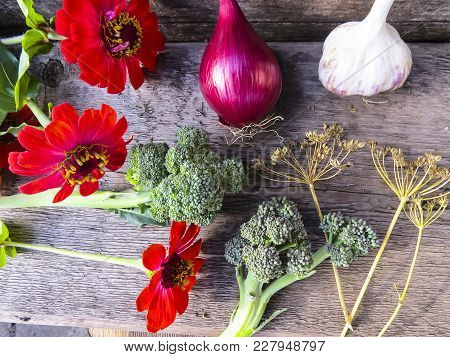 Vegetables  From Organic Grower Farm On A Wooden Background.garlic, Onion And Broccoli.top View. Pla