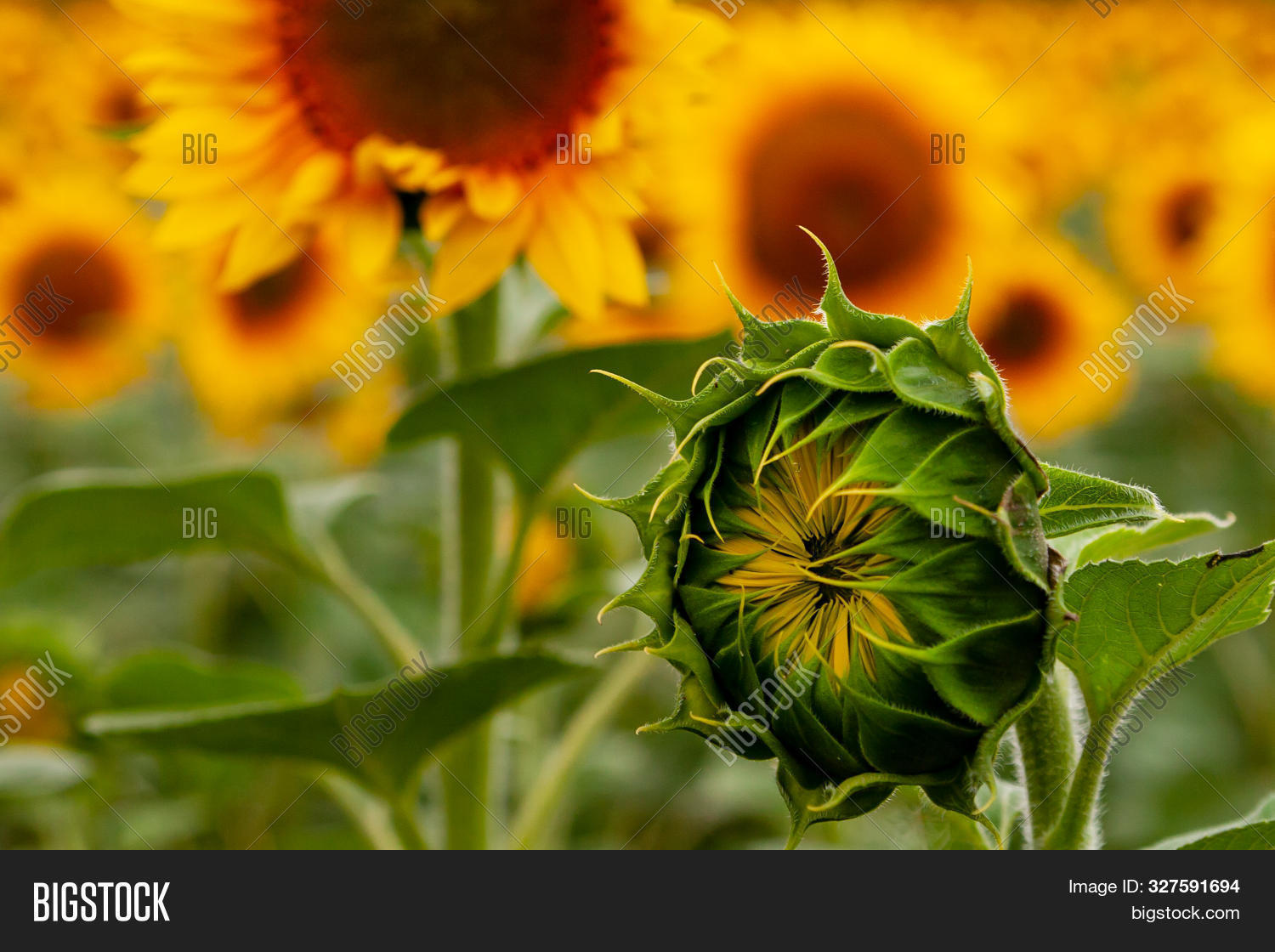 Sunflower Bud Not Open Image & Photo (Free Trial) Bigstock