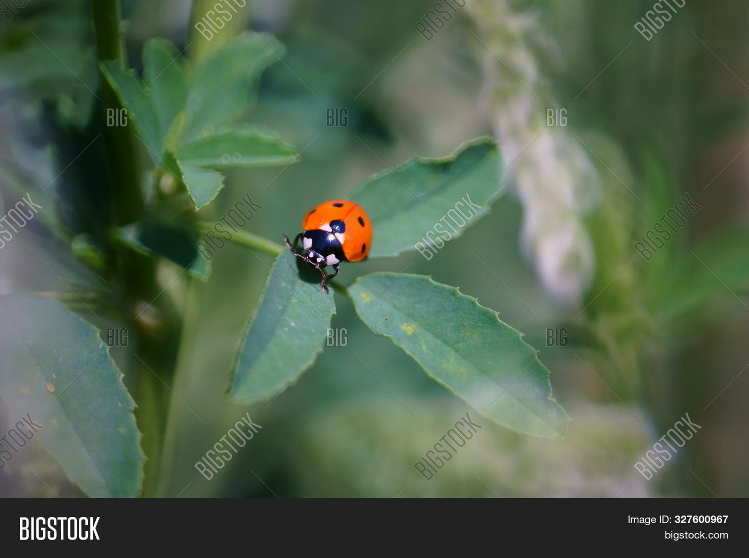 Photos 이미지 및 사진(무료 체험) | Bigstock