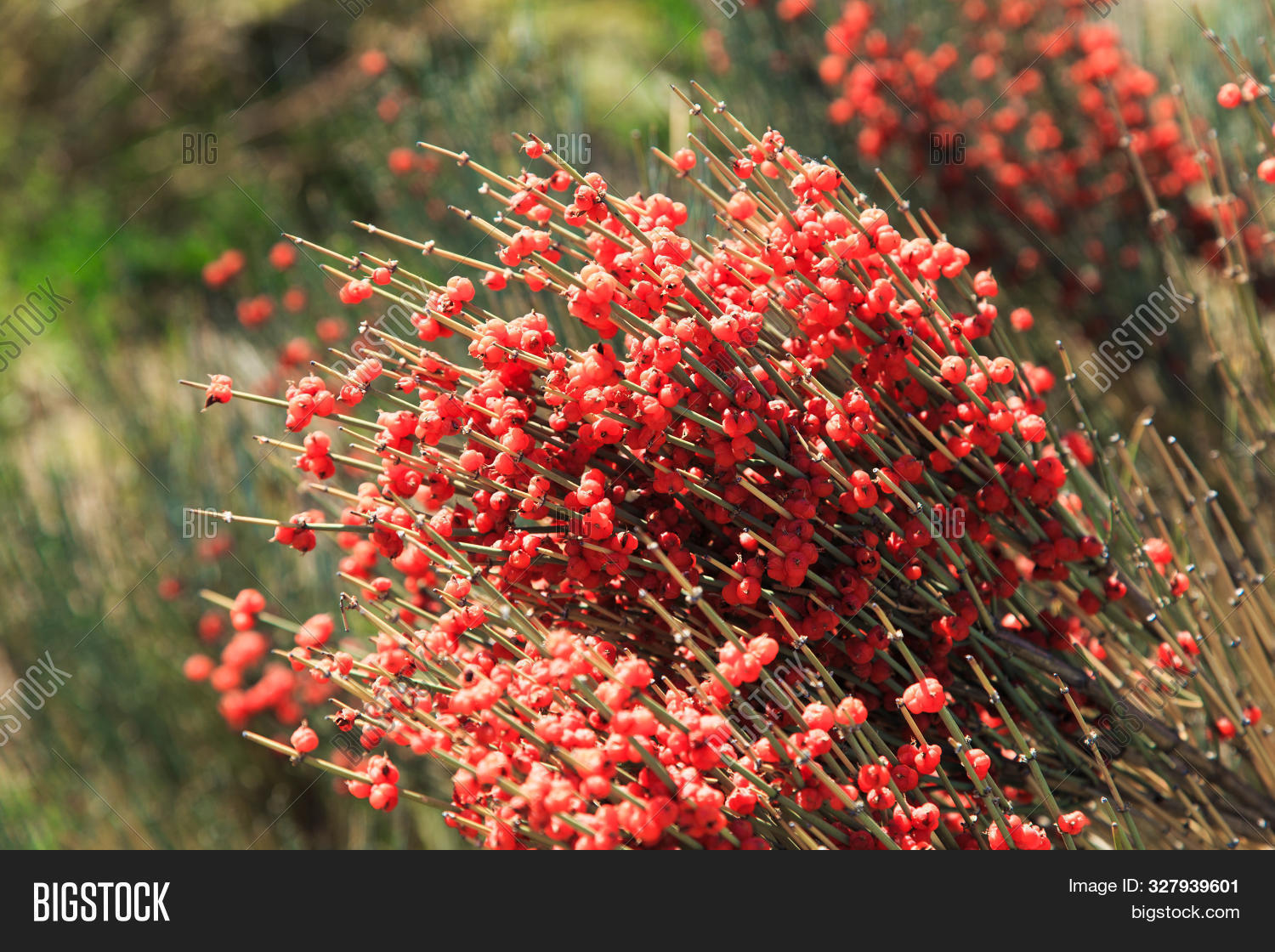 Ephedra Genus Shrubs Image & Photo (Free Trial) Bigstock
