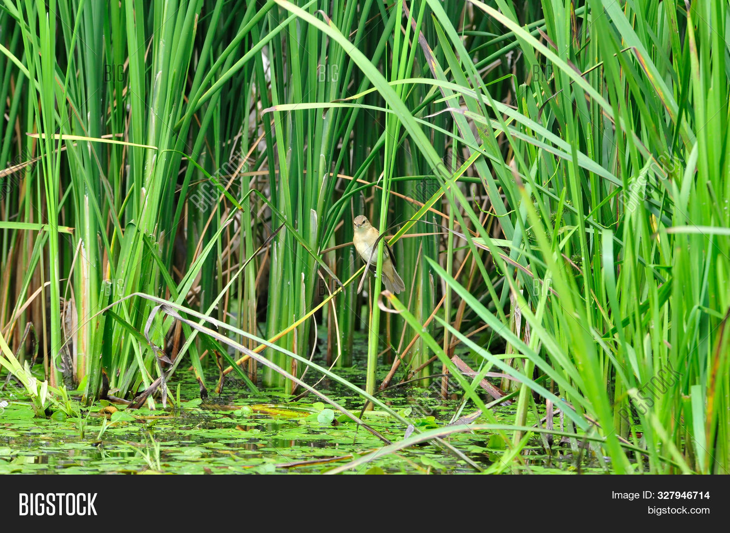 Reeds Bird Warbler. Image & Photo (Free Trial) Bigstock