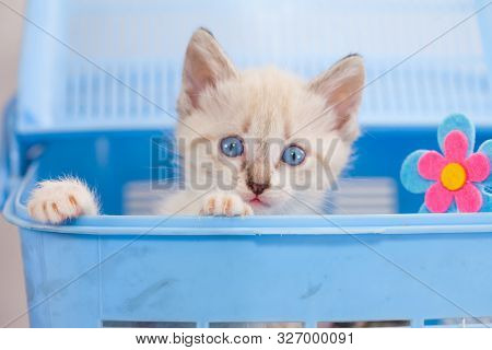 Cute White Kitten Is Sitting In A Blue Box With A Flower.