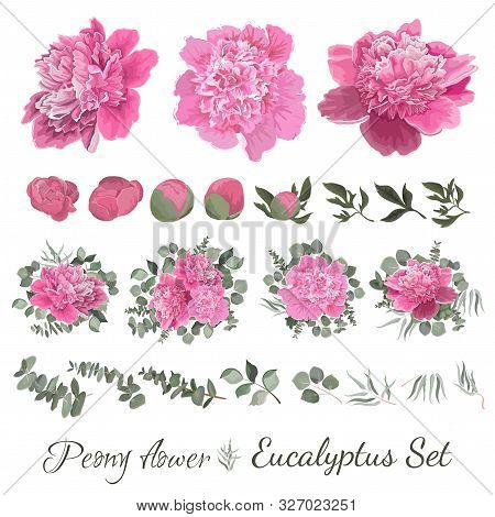 Vector Collection Of Flowers And Flora. Peony Flowers, Buds, Leaves, Eucalyptus, Green Plants, Set O
