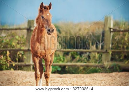 A Sorrel Little Foal Stands In A Paddock With A Wooden Fence And Sawdust Against A Summer Meadow And