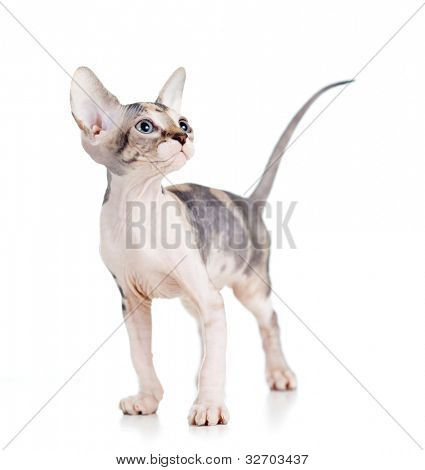 Sphynx kattunge isolerade