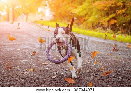 Amstaff Dog On A Walk In The Park. Big Dog. Bright Dog. Light Color. Home Pet. Black And White Dog