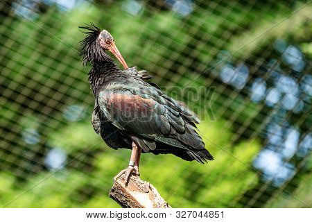 Northern Bald Ibis, Geronticus Eremita In The Zoo