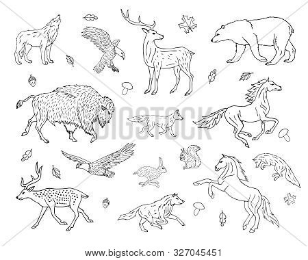 Vector Hand Drawn Sketch Set Bundle Of Wild American Animals Isolated On White Background