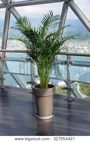 Decorative Areca Palm In A Pot Against The Window. Houseplant Dypsis Lutescens To Decorate The Inter