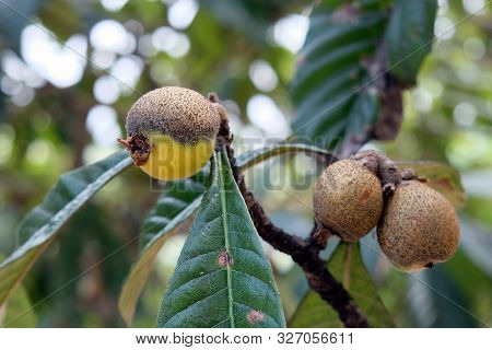 The Leaves And Fruits Of The Medlar Began To Turn Black And Dry. Diseases Of The Medlar Tree. Soot D