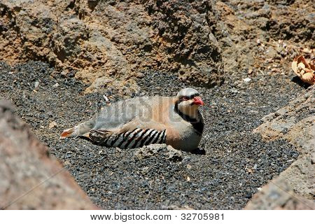 Panden Partridge fugl