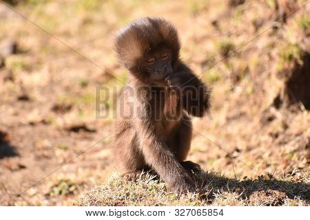 Cute Baby Gelada (bleeding Heart) Baboon Looking At The Camera In The Simien Mountains National Park